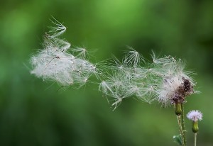 風舞草 王崴 -《水墨流觴》