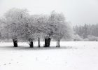 【網絡投稿】雪之夢 文/燚冰