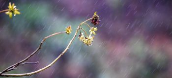 初冬第一場雨